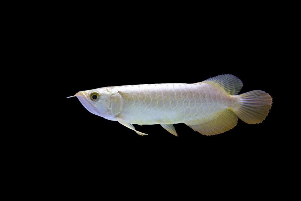 紅尾金龍魚(yú)圖片大全