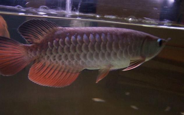紅尾金龍魚(yú)圖片大全