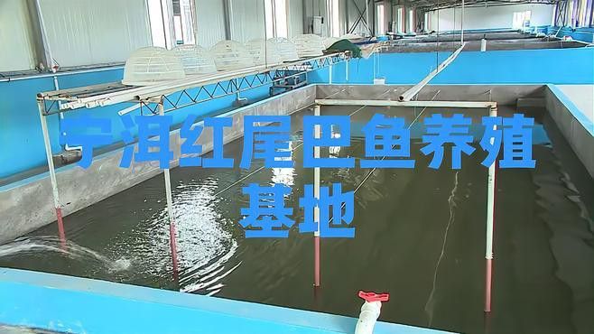 紅尾金龍魚(yú)圖片大全