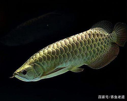 龍魚打架傷口多久會好？