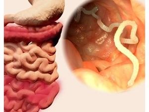 龍貓感染寄生蟲(chóng)會(huì)自愈嗎？ 龍貓感染寄生蟲(chóng)會(huì)自愈嗎？ 龍魚(yú)百科 第1張