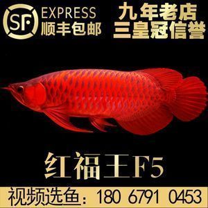 辣椒紅龍魚一般多少錢