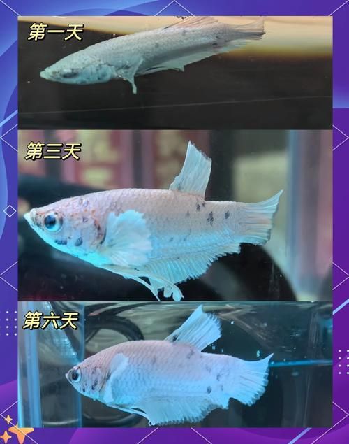 龍魚燒尾圖片