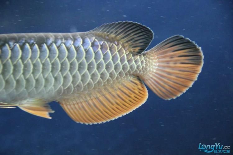 龍魚燒尾圖片