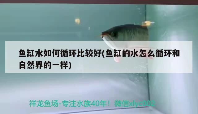魚缸水如何循環比較好(魚缸的水怎么循環和自然界的一樣)