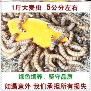 金龍魚吃大麥蟲好嗎怎么喂：金龍魚吃大麥蟲有好處也有壞處金龍魚吃大麥蟲的優缺點