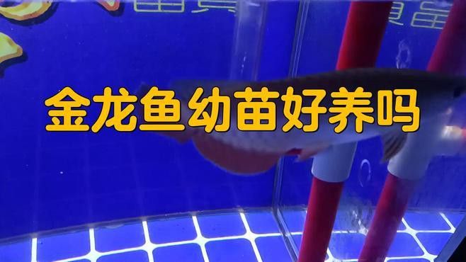 龍魚苗的飼養難度大嗎？