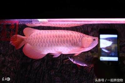 龍魚為什么會吐胃袋出來的東西：龍魚吐胃袋可能有多種原因