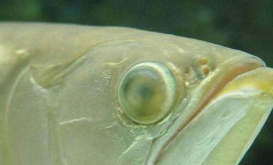 龍魚為什么會吐胃袋出來的東西：龍魚吐胃袋可能有多種原因
