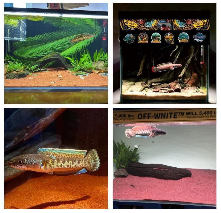 如何選擇適合雷龍魚的水族箱？