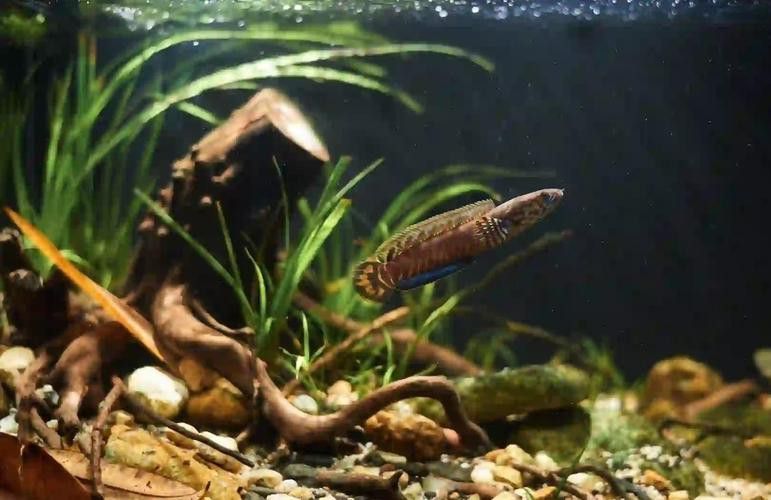 如何選擇適合雷龍魚的水族箱？