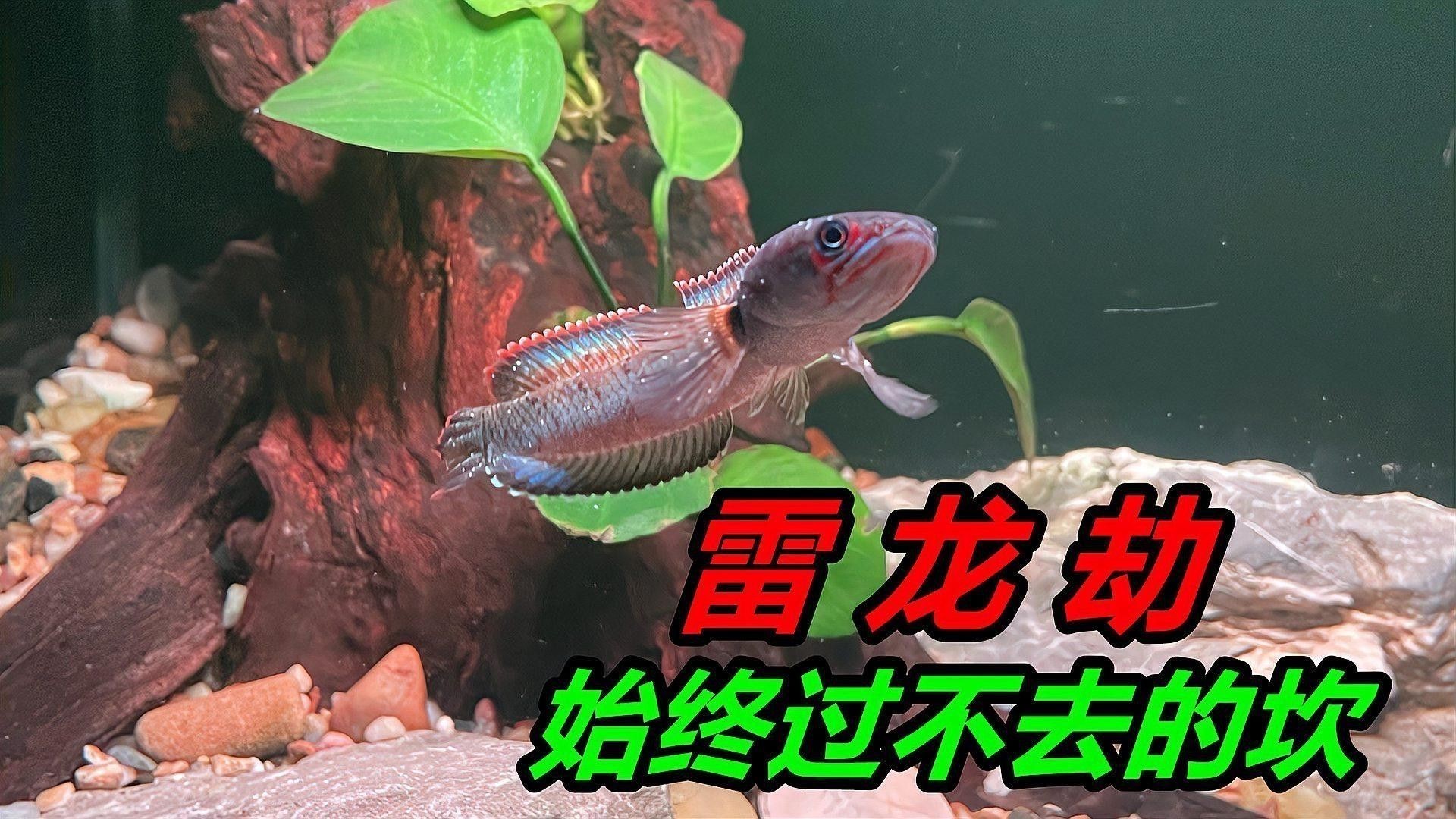如何選擇適合雷龍魚的水族箱？