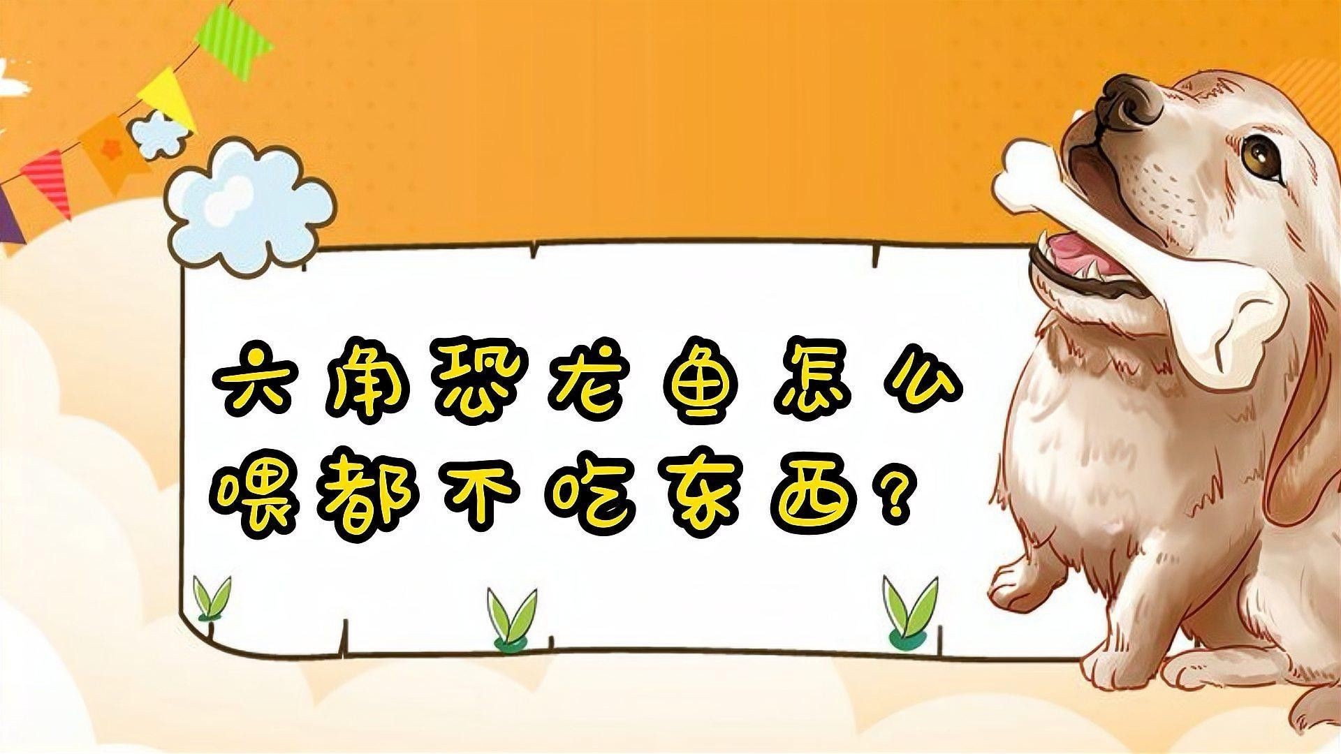 為什么恐龍魚不吃東西了還活著