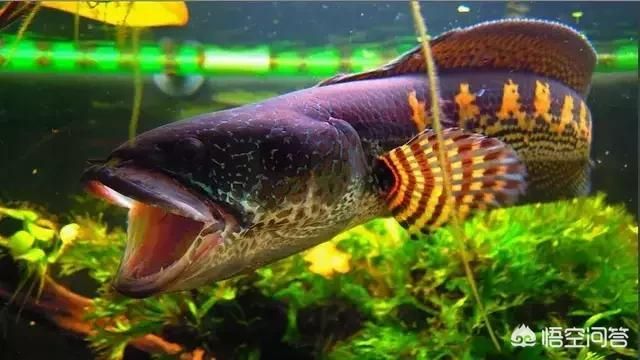 雷龍魚體型大小排行（探討雷龍魚的體型大小排行：雷龍魚體型大小排行）
