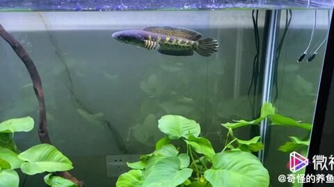 雷龍魚體型大小排行（探討雷龍魚的體型大小排行：雷龍魚體型大小排行）