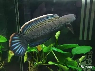 雷龍魚體型大小排行（探討雷龍魚的體型大小排行：雷龍魚體型大小排行）