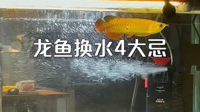 招財龍魚換水時需要注意什么？ 招財龍魚換水時需要注意什么？ 龍魚百科 第1張