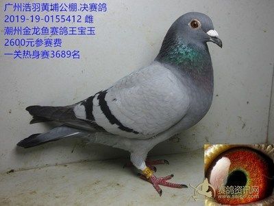 廣東金龍魚賽鴿的詳細(xì)信息：廣東金龍魚賽鴿的實(shí)力和風(fēng)采：關(guān)于廣東金龍魚賽鴿的一些詳細(xì)信息