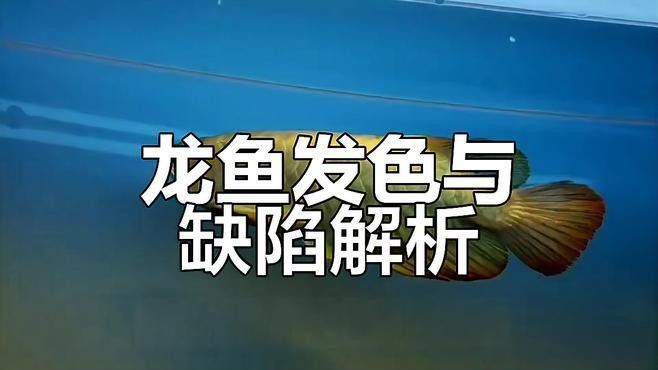 龍魚鰓蓋發(fā)色受哪些因素影響？