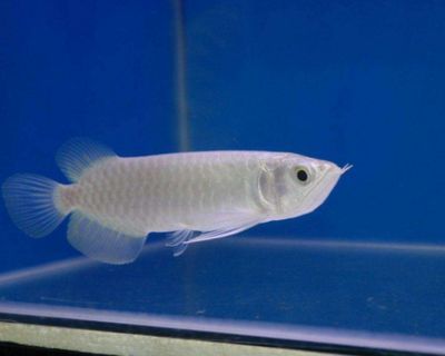 銀龍魚蒙眼病最快的辦法（如何快速治療銀龍魚蒙眼病）