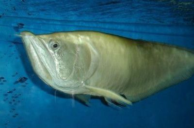 銀龍魚蒙眼病最快的辦法（如何快速治療銀龍魚蒙眼病）