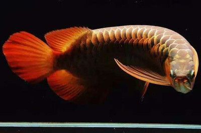 龍魚撞缸后蒙眼是怎么了：龍魚為什么會蒙眼