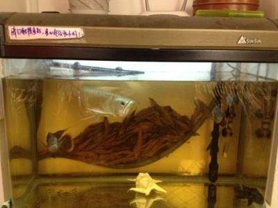 活體龍魚的打包技巧和方法：活體龍魚打包技巧
