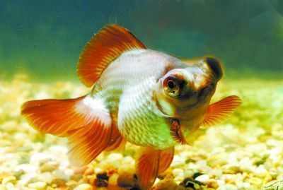 白龍魚好養嗎(白金龍魚好養嗎,怎么養) 龍魚百科 第1張 白龍魚好養嗎(白金龍魚好養嗎,怎么養) 白龍魚好養嗎(白金龍魚好養嗎,怎么養) 龍魚百科 第1張