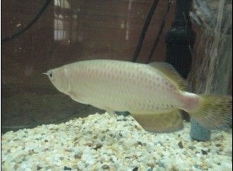 二手龍魚交易平臺有哪些：二手龍魚交易平臺