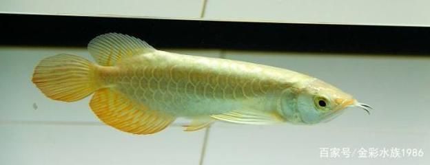 金龍魚喜歡什么顏色的燈（關于金龍魚喜歡的燈光顏色的詳細信息）