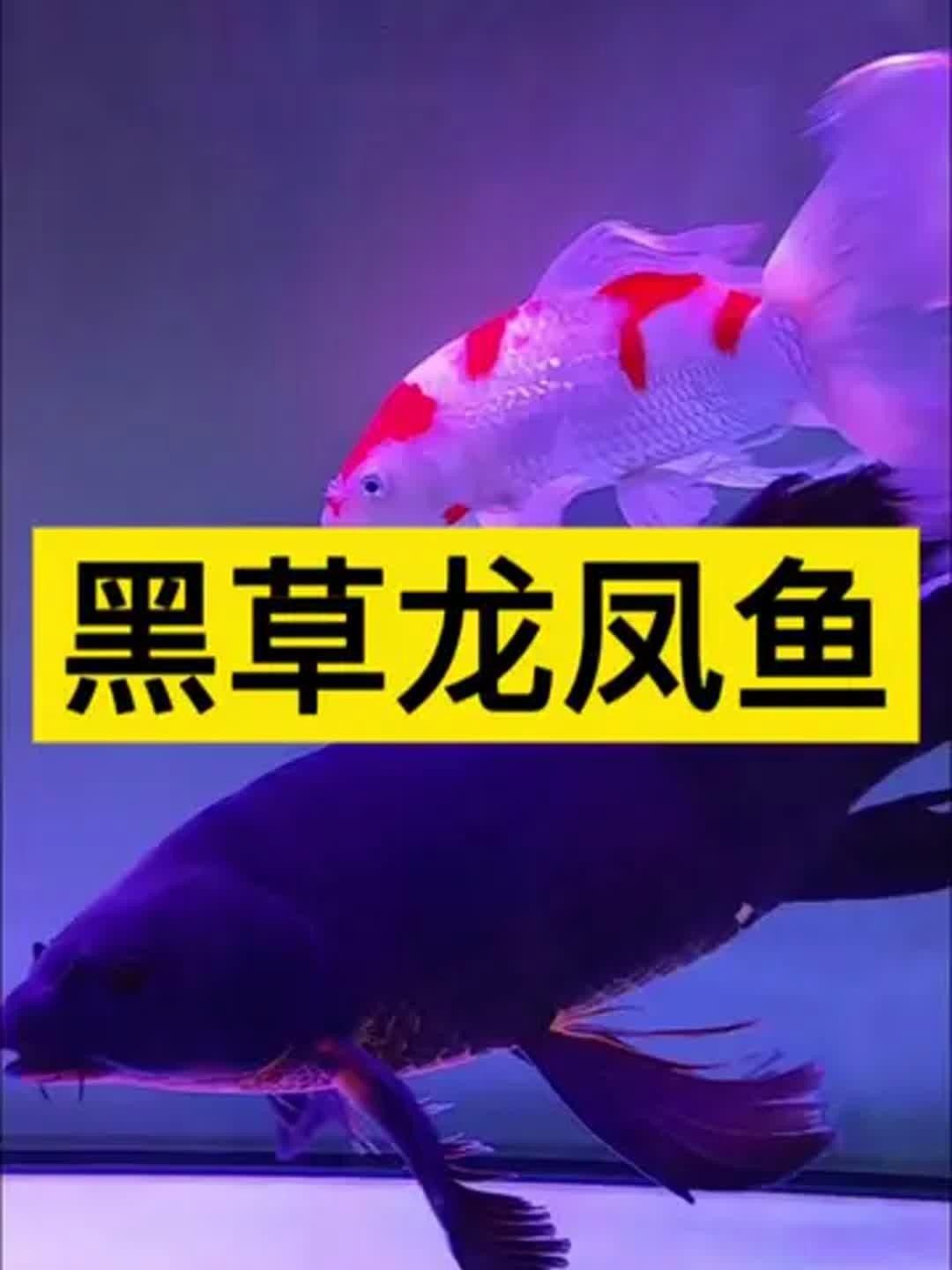 龍鳳魚哪個(gè)品種最稀有？ 龍鳳魚哪個(gè)品種最稀有？ 龍魚百科 第4張
