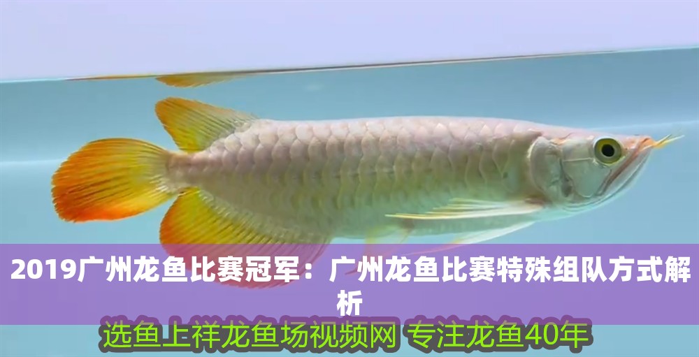 2019廣州龍魚(yú)比賽冠軍：廣州龍魚(yú)比賽特殊組隊(duì)方式解析
