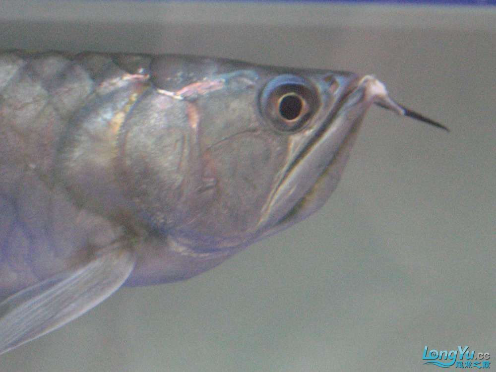 銀龍魚鱗片發(fā)紅怎么回事（銀龍魚鱗片發(fā)紅可能是由多種因素引起的）