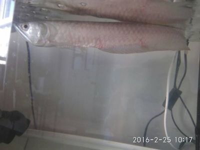 銀龍魚鱗片發(fā)紅怎么回事（銀龍魚鱗片發(fā)紅可能是由多種因素引起的）