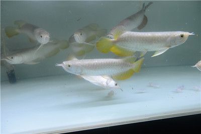 金龍魚常用藥：金龍魚常用藥物包括什么藥物，金龍魚檢疫用什么藥物 金龍魚常用藥：金龍魚常用藥物包括什么藥物，金龍魚檢疫用什么藥物 龍魚百科 第3張