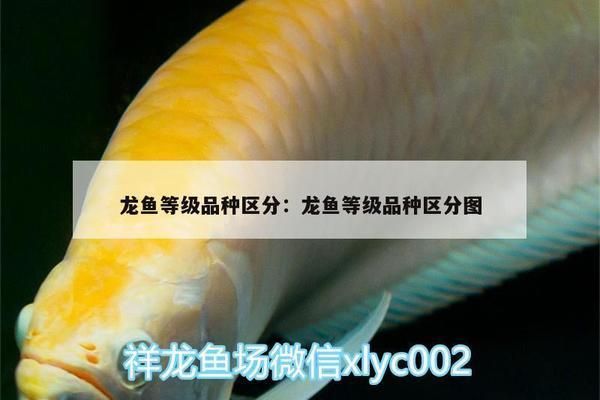龍魚的級別及價格是多少，寶石金龍魚價格在1000元左右過背金龍魚的價格范圍