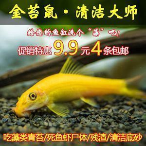 龍魚的級別及價格是多少，寶石金龍魚價格在1000元左右過背金龍魚的價格范圍
