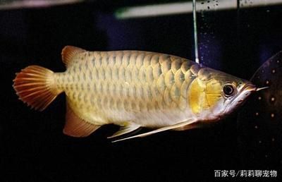 金龍魚和紅龍魚可以混養(yǎng)嗎：金龍魚和紅龍魚可以混養(yǎng)，但并非易事，且存在一定的風險 金龍魚和紅龍魚可以混養(yǎng)嗎：金龍魚和紅龍魚可以混養(yǎng)，但并非易事，且存在一定的風險 龍魚百科 第3張