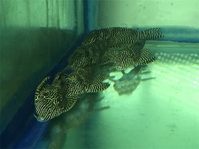 龍魚魚鰾受損怎么治：龍魚魚鰾受損怎么治療