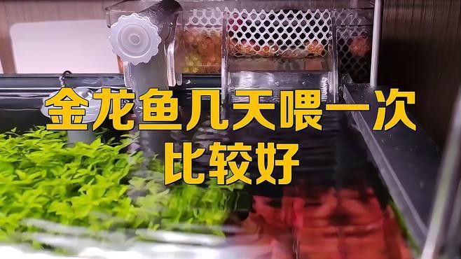 金龍魚多久喂一次食物合適？