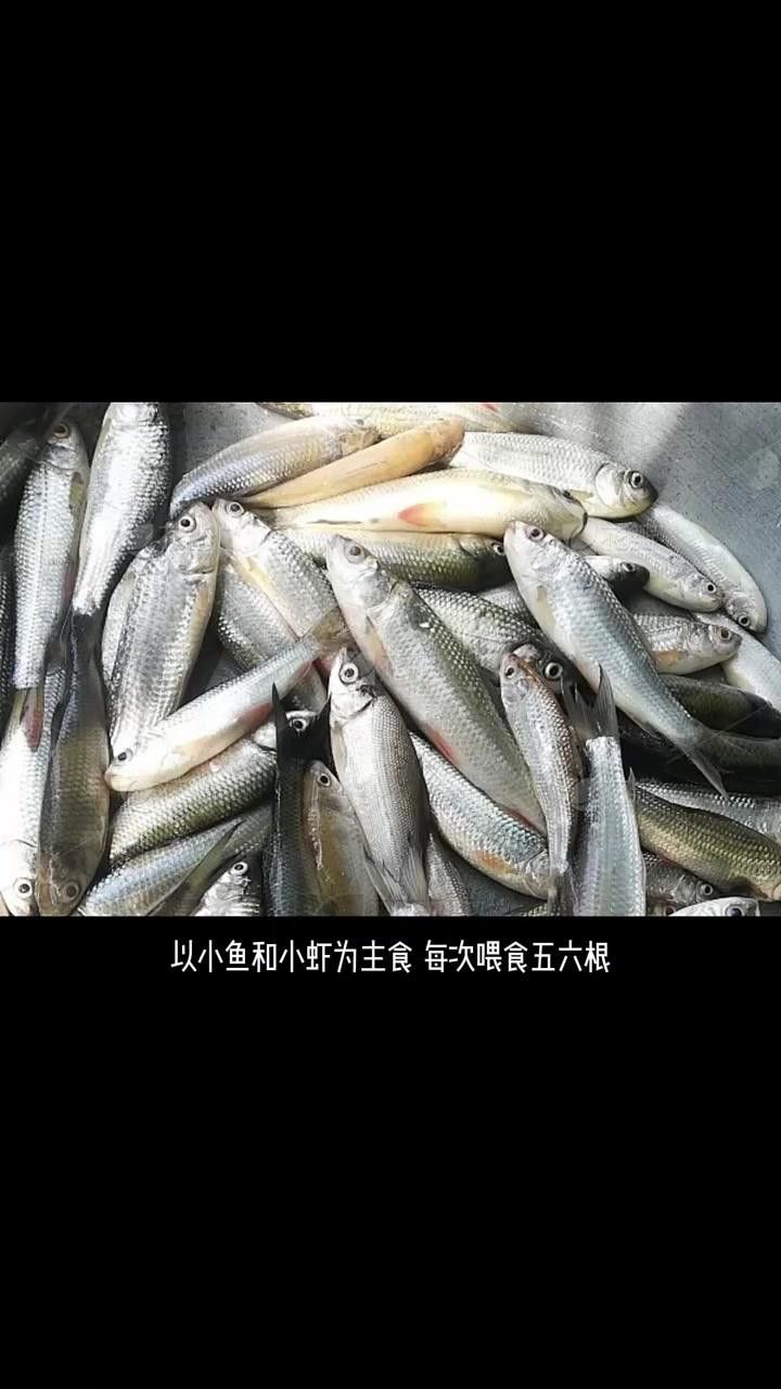 金龍魚多久喂一次食物合適？
