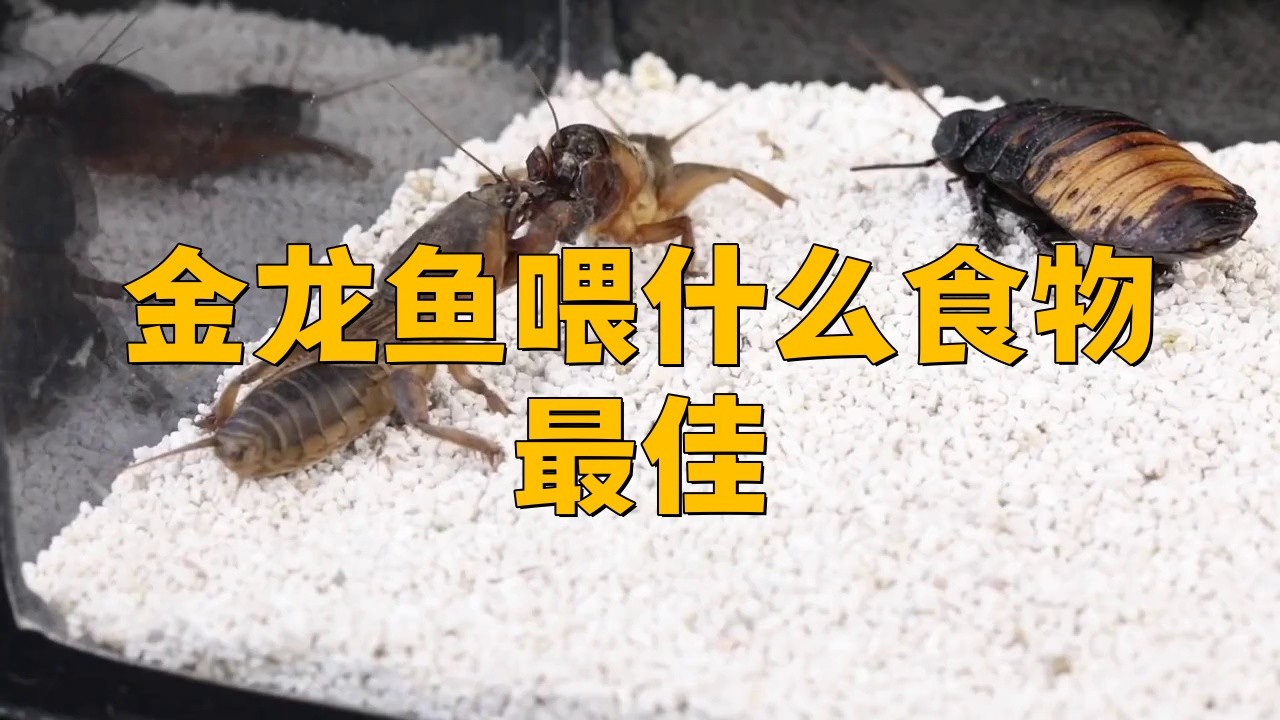 金龍魚多久喂一次食物合適？