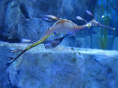 龍魚忽然趴缸了：龍魚突然趴在缸底，飼養(yǎng)者應迅速采取一系列措施來應對