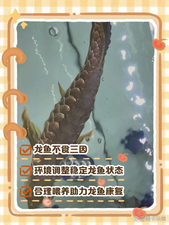 龍魚厭食最佳治療方法 龍魚百科 第7張 龍魚厭食最佳治療方法 龍魚厭食最佳治療方法 龍魚百科 第7張