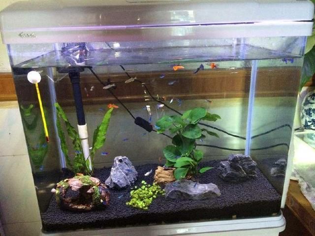 紅龍魚缸里放兩條豹點清道夫好嗎（在紅龍魚缸中放兩條豹點清道夫有一定的好處）