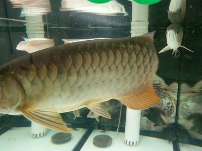 龍魚身上有白色痘痘：龍魚身上出現白色痘痘可能是由幾種原因引起的原因和治療方法 龍魚身上有白色痘痘：龍魚身上出現白色痘痘可能是由幾種原因引起的原因和治療方法 龍魚百科 第2張