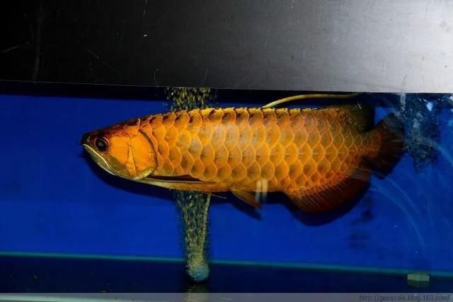 龍魚品種和等級的區別是什么（龍魚品種和等級的劃分）