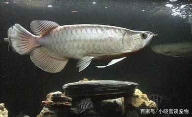 龍魚虎魚打架配條什么魚會好：適合與龍魚和虎魚混養的魚類