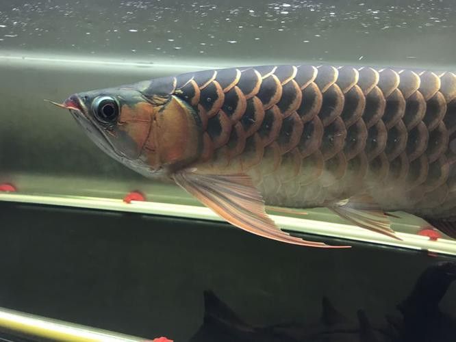 短身紅龍的價(jià)格是多少? 龍魚百科 第3張 短身紅龍的價(jià)格是多少? 短身紅龍的價(jià)格是多少? 龍魚百科 第3張
