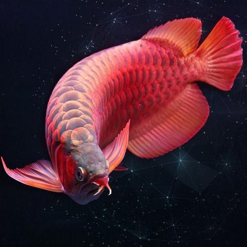 短身紅龍的價(jià)格是多少? 龍魚百科 第2張 短身紅龍的價(jià)格是多少? 短身紅龍的價(jià)格是多少? 龍魚百科 第2張